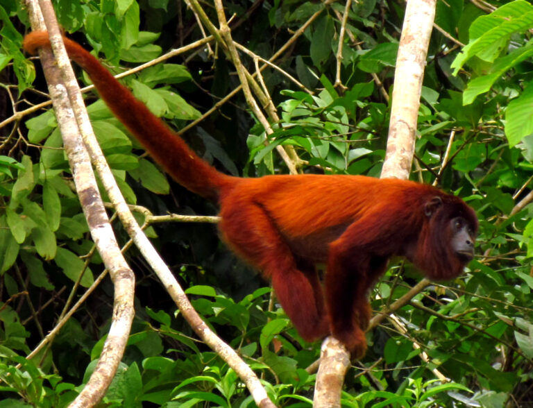 purus red howler monkey