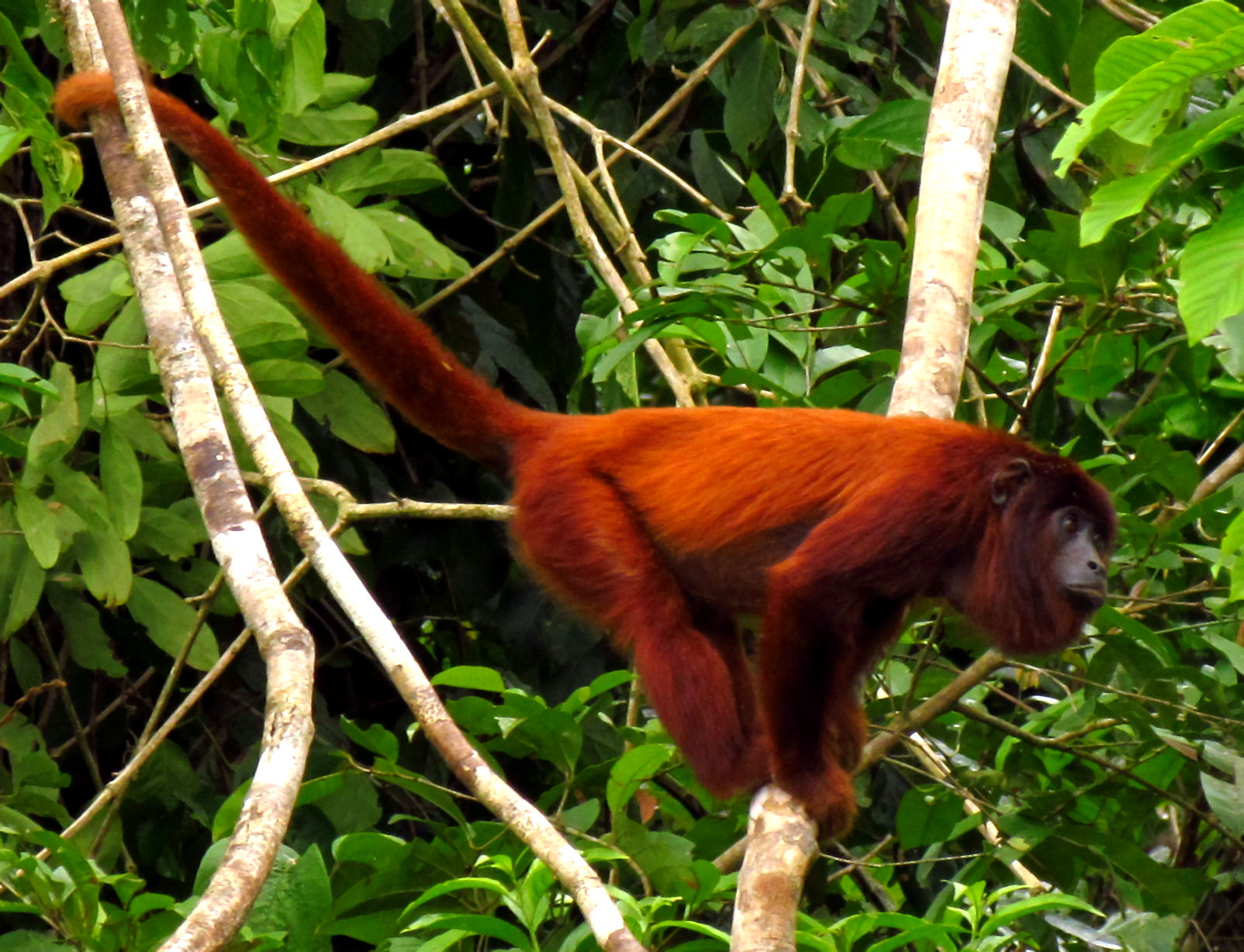purus red howler monkey