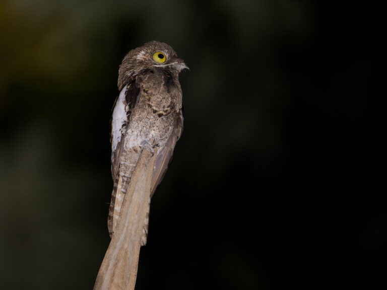 nyctibius leucopterus white winged potoo; presidente figueiredo, amazonas, brazil (cropped) nyctibius leucopterus white winged potoo; presidente figueiredo, amazonas, brazil (cropped)