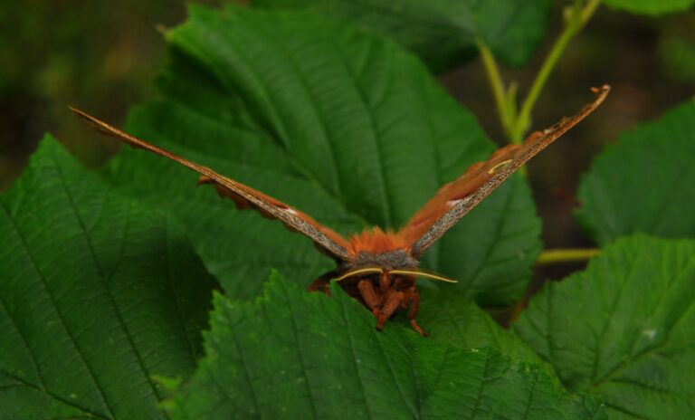 polyphemus moth (antheraea polyphemus) 2