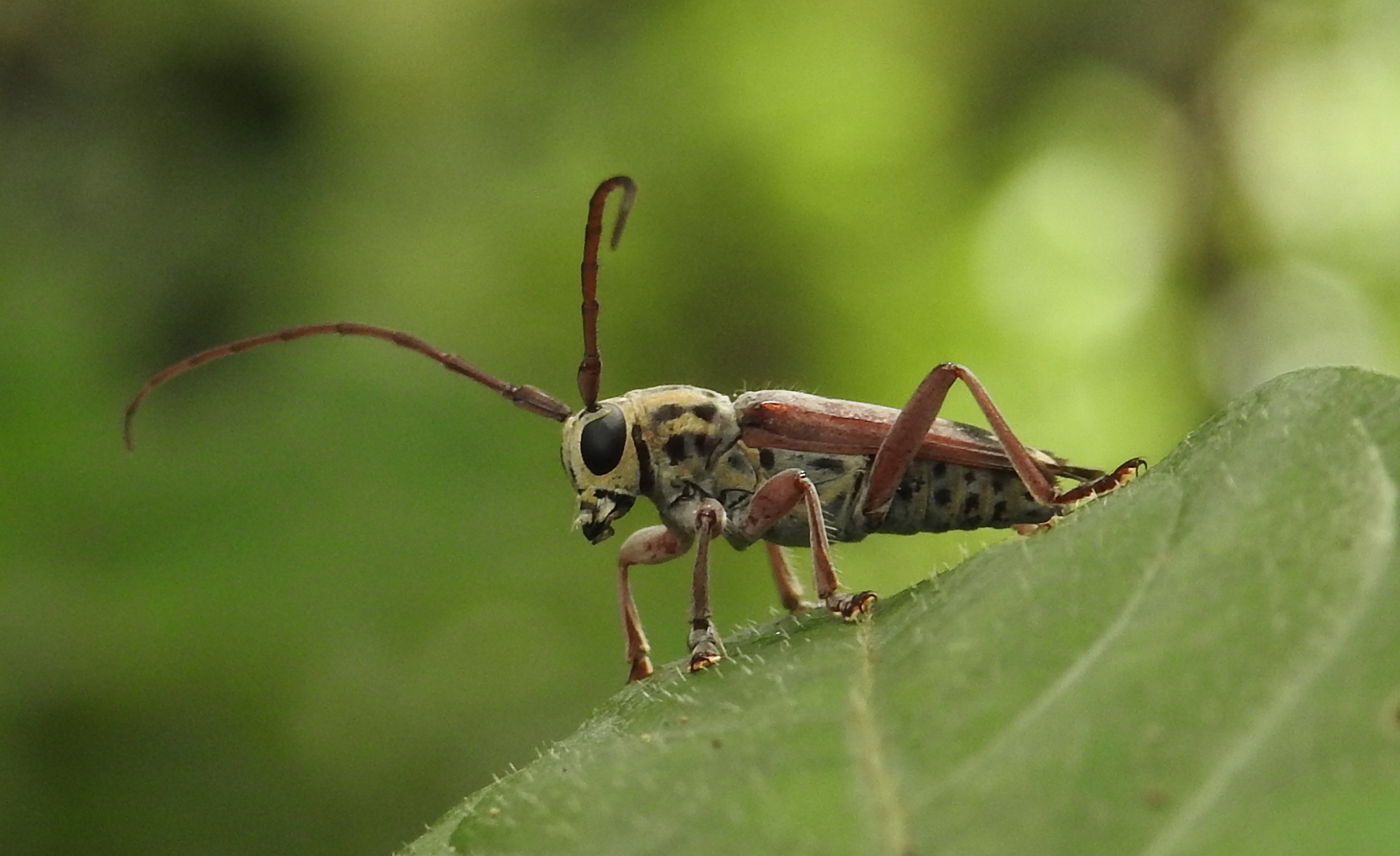 long horn beetle glenea homonospila by raju kasambe (1) 02  Horned Beetle