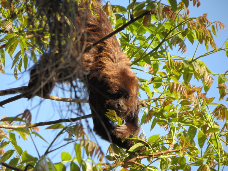 file:southern brown howler monkey female sp zoo 1.jpg