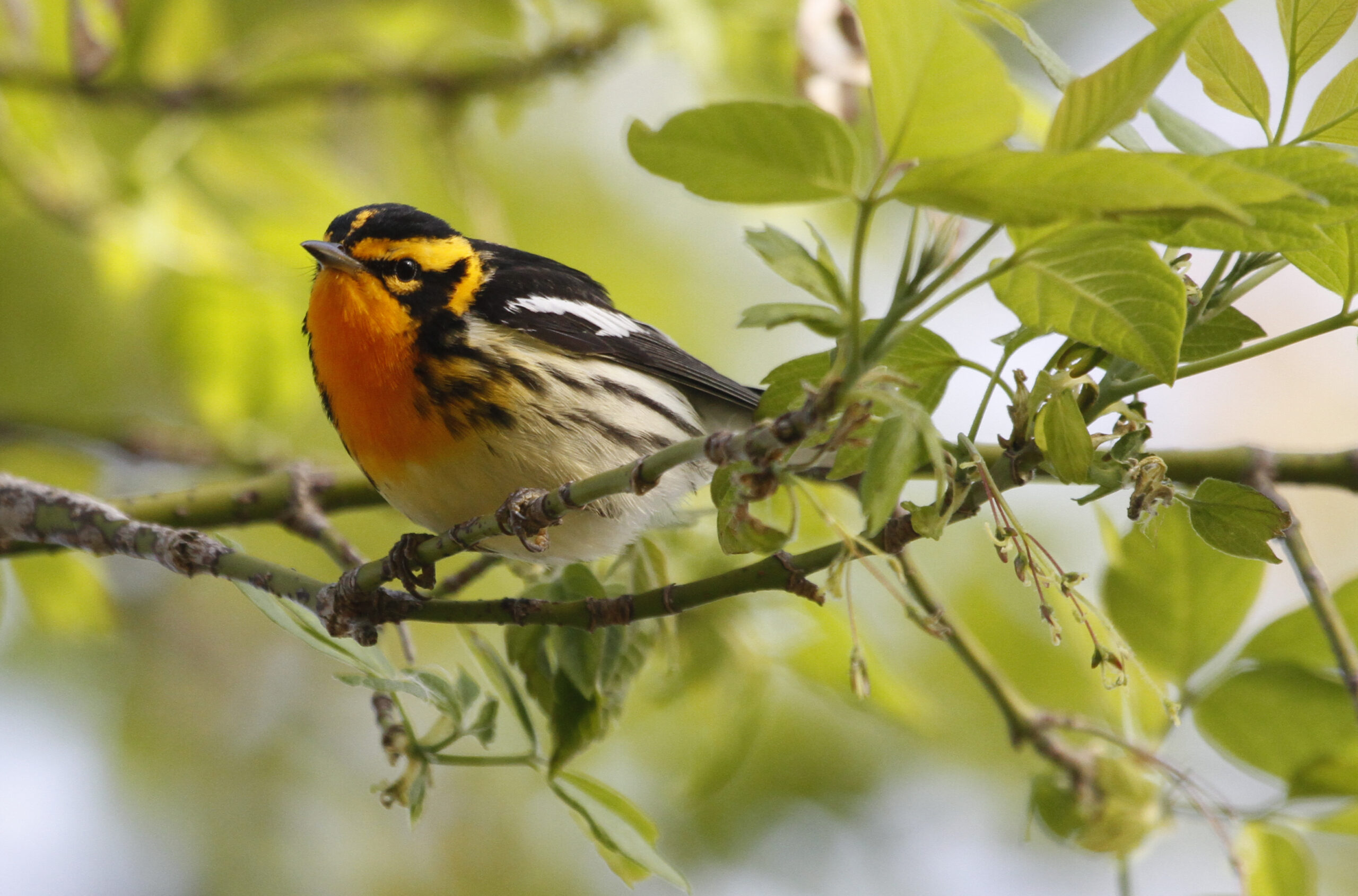 blackburnian warbler setophaga fusca, magee marsh, ohio 1 blackburnian warbler setophaga fusca, magee marsh, ohio 1 Blackburnian Warbler