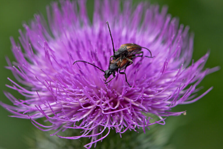 long horn beetles (48238485877)