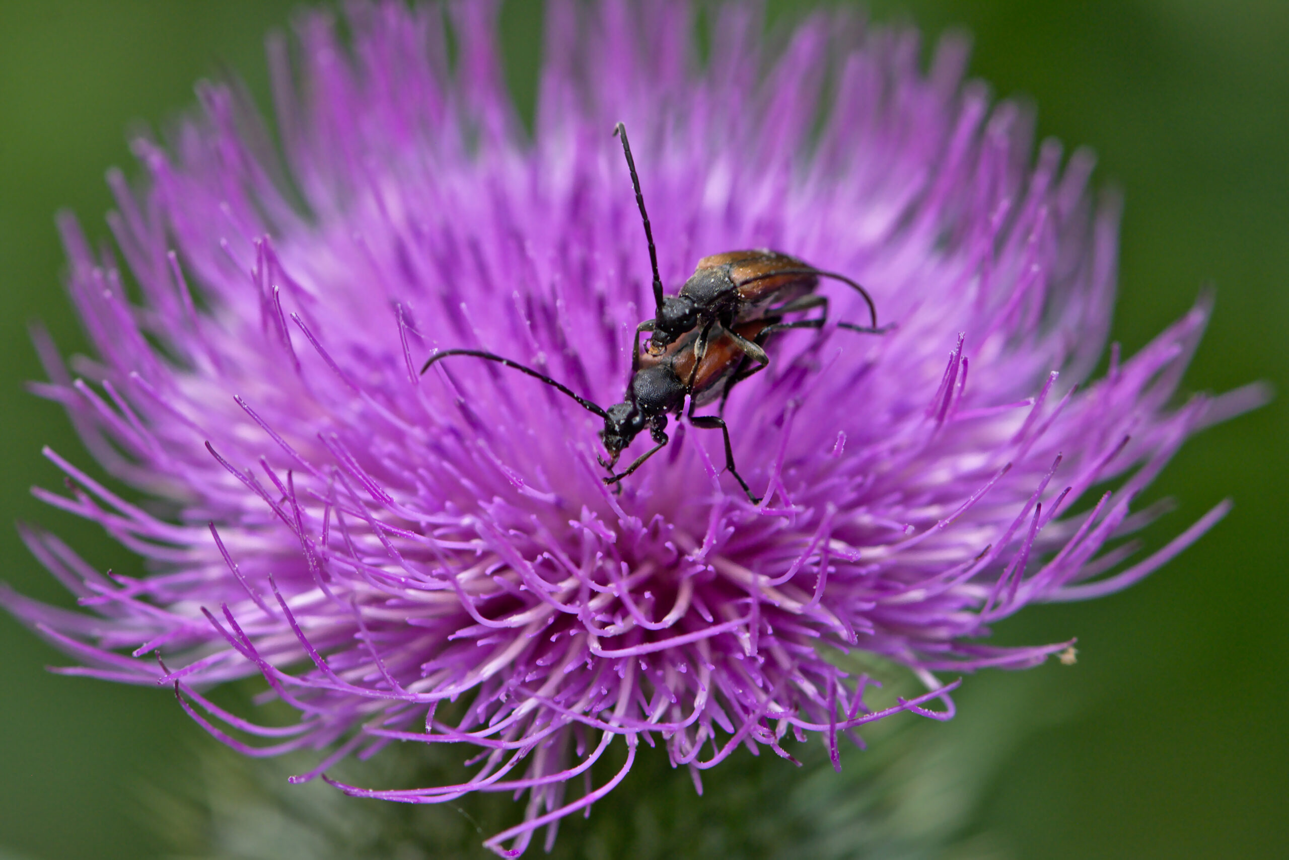 long horn beetles (48238485877)