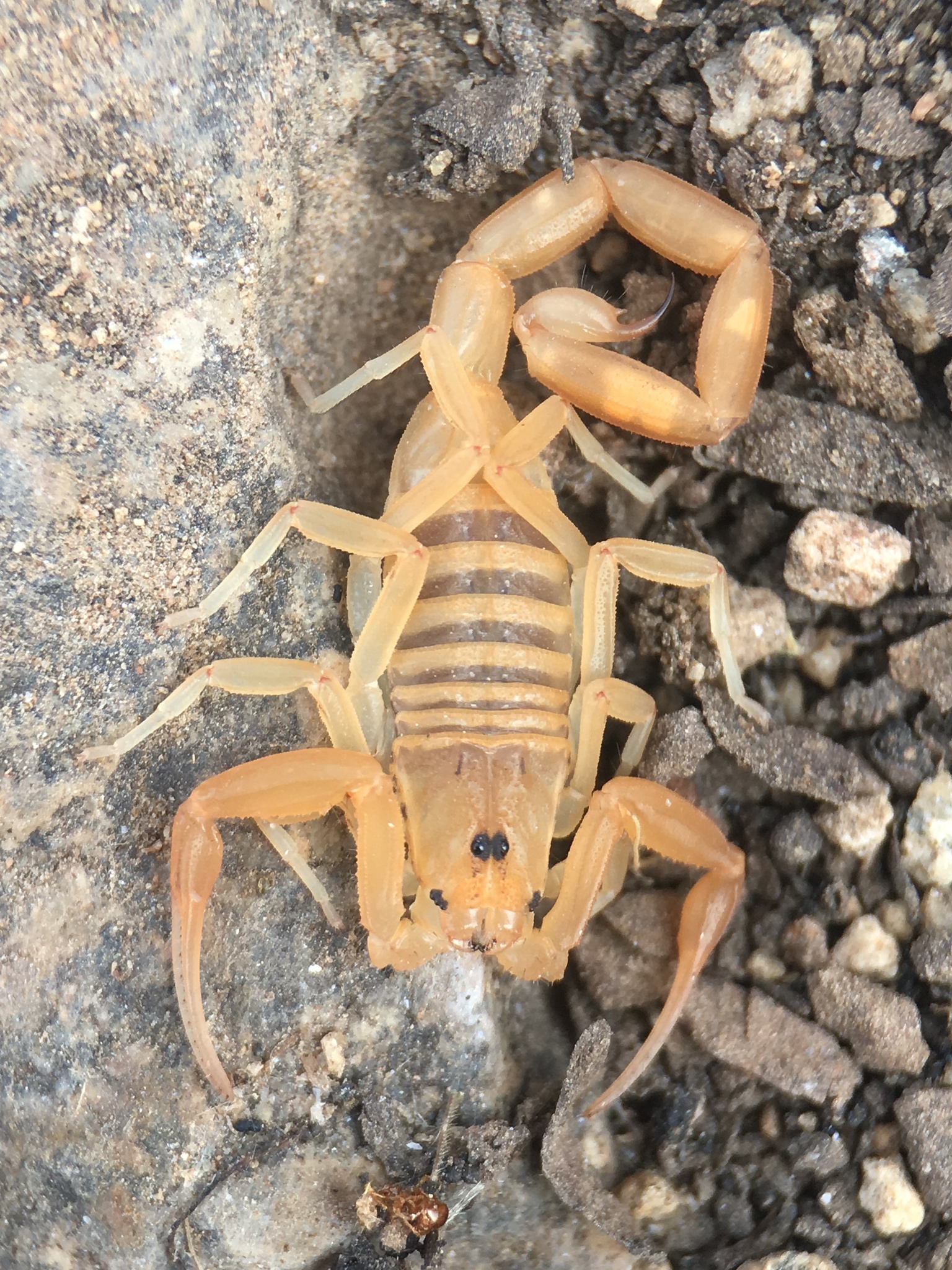 centruroides sculpturatus 53067283 centruroides sculpturatus 53067283