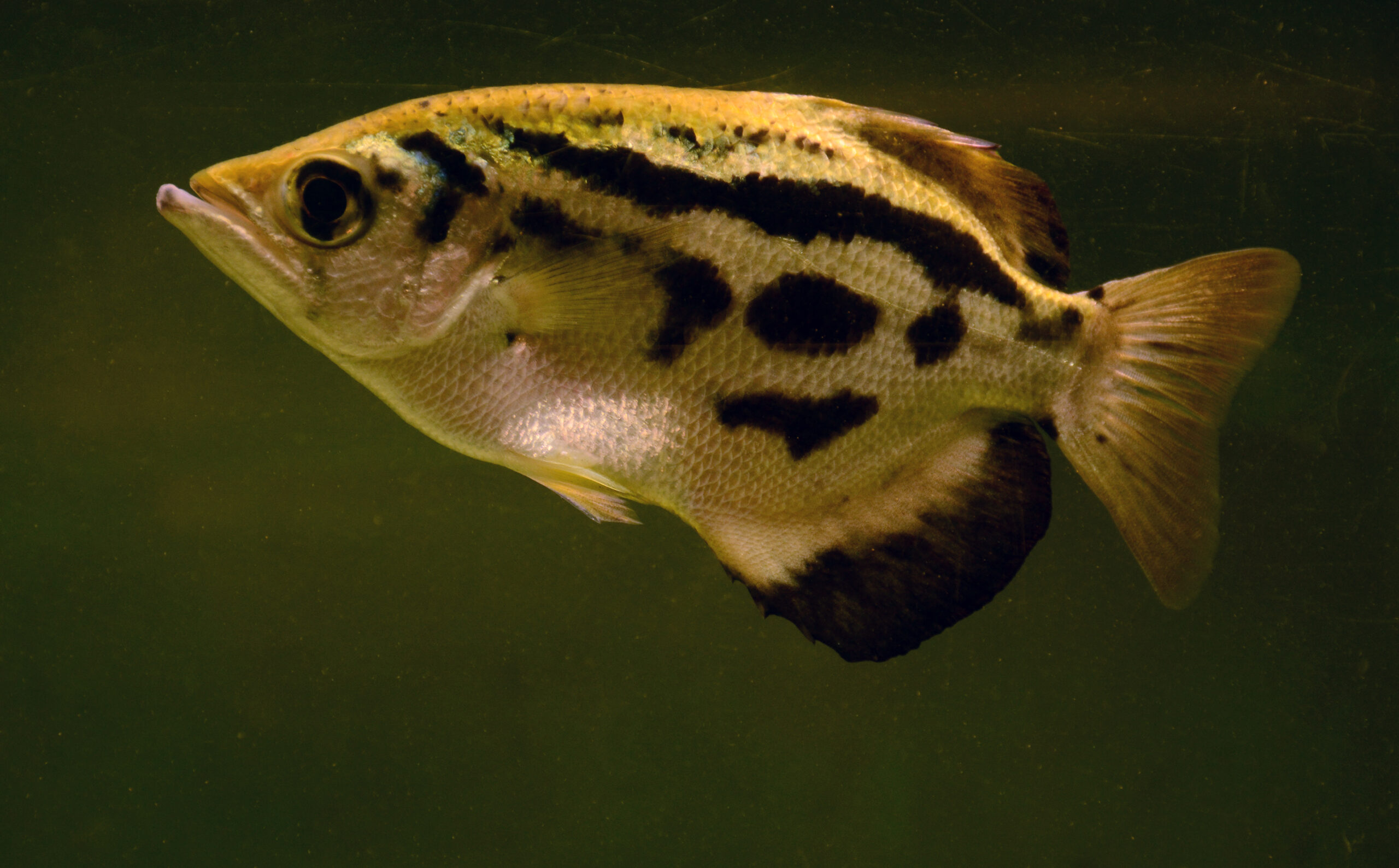 file:toxotes aquarium liège 30012016 1.jpg