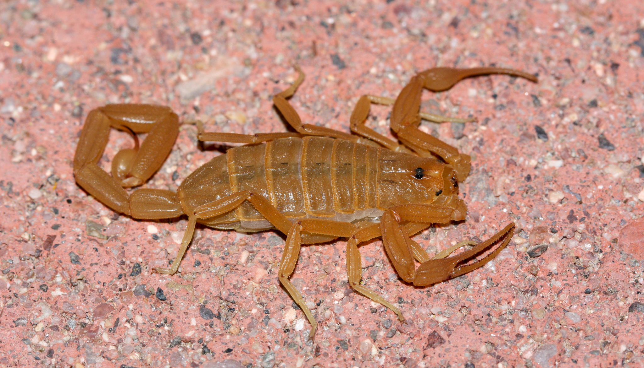 centruroides sculpturatus 191624836 centruroides sculpturatus 191624836