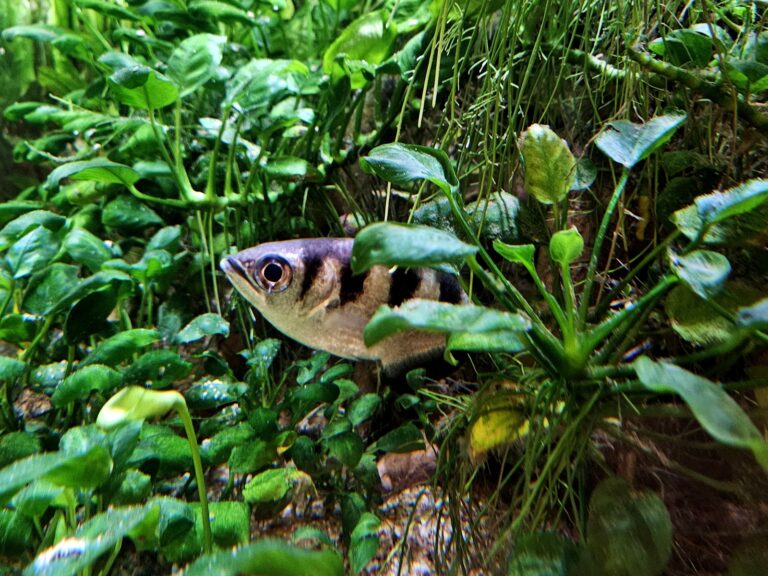 toxotes jaculatrix, (banded archerfish or riflefish) museon omniversum, the hague, the netherlands