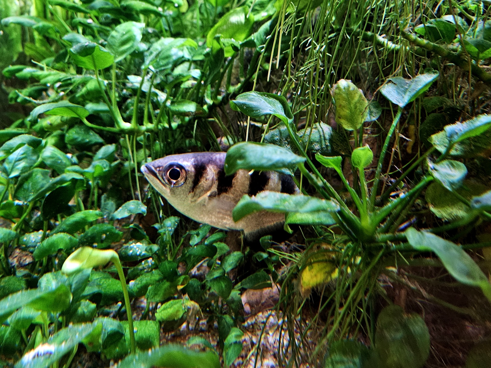 toxotes jaculatrix, (banded archerfish or riflefish) museon omniversum, the hague, the netherlands