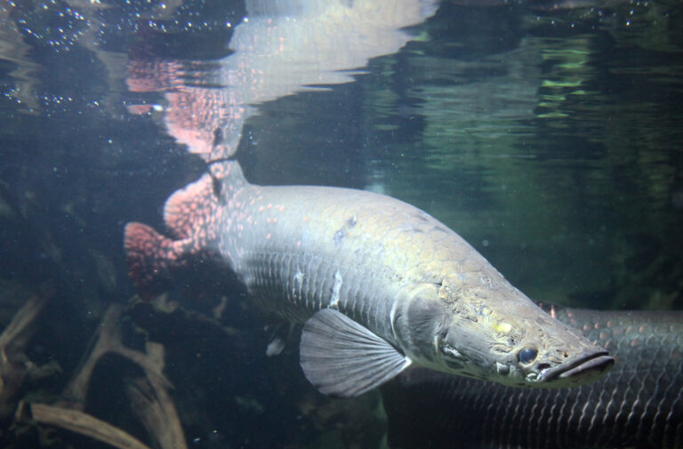 file:arapaima gigas captivity.jpg