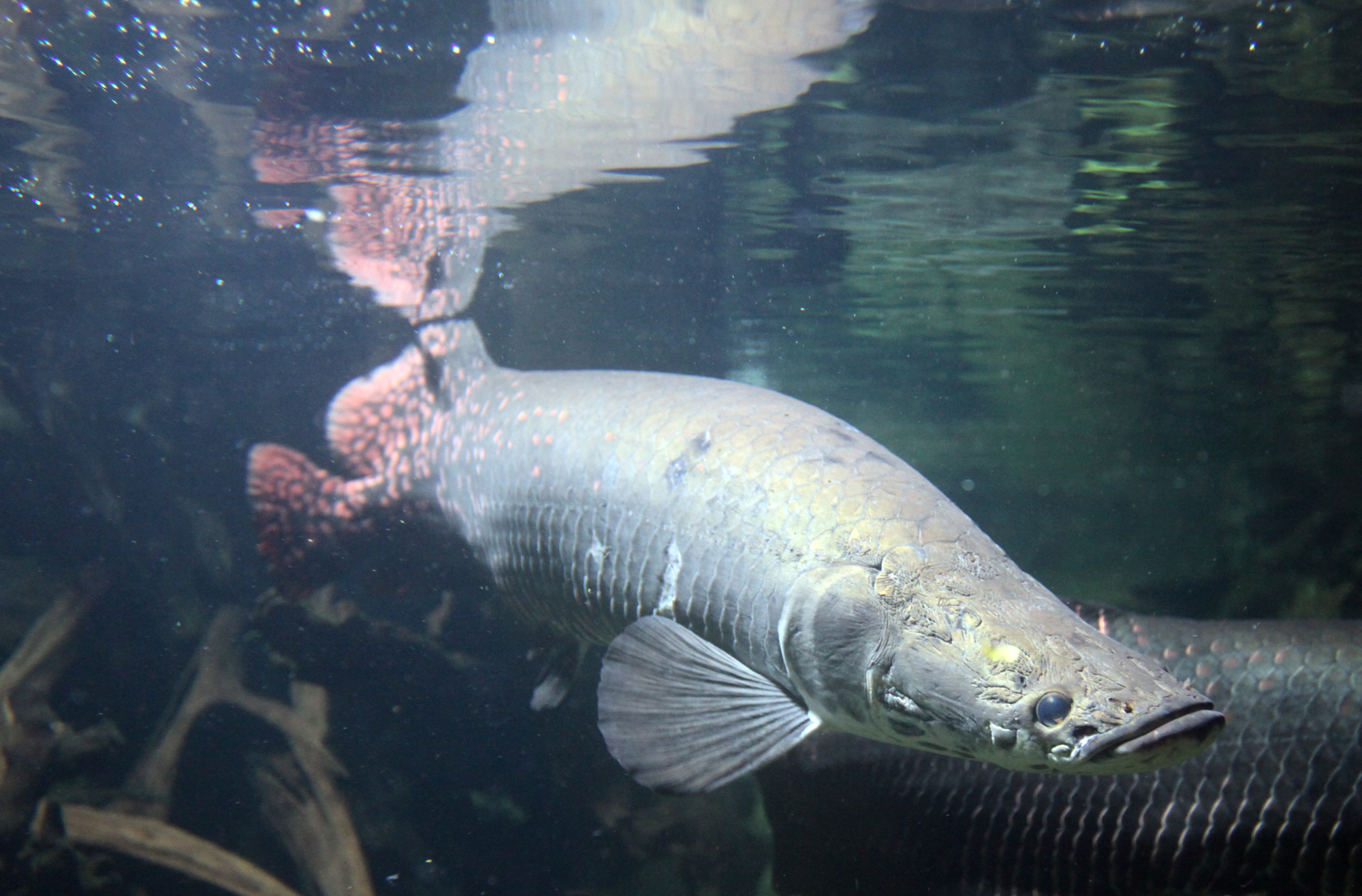 file:arapaima gigas captivity.jpg
