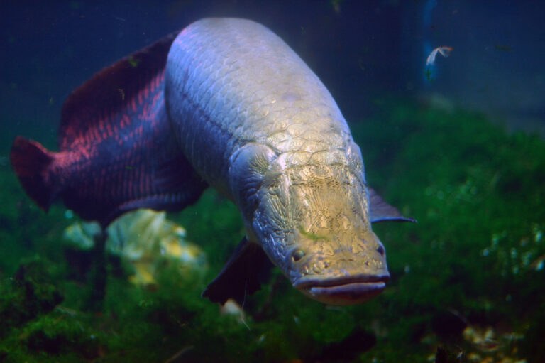 arapaima gigas at national zoo