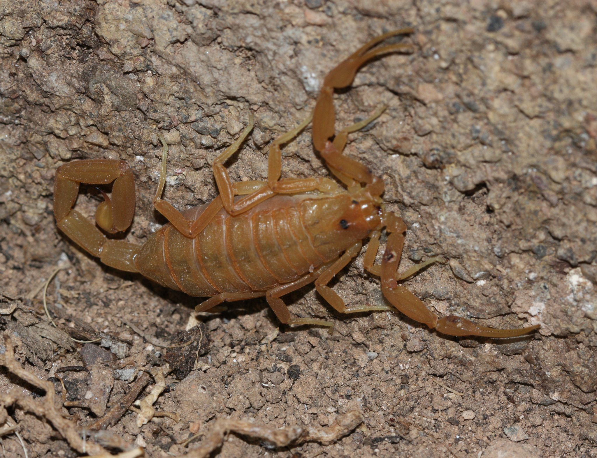 centruroides sculpturatus 186847105 centruroides sculpturatus 186847105
