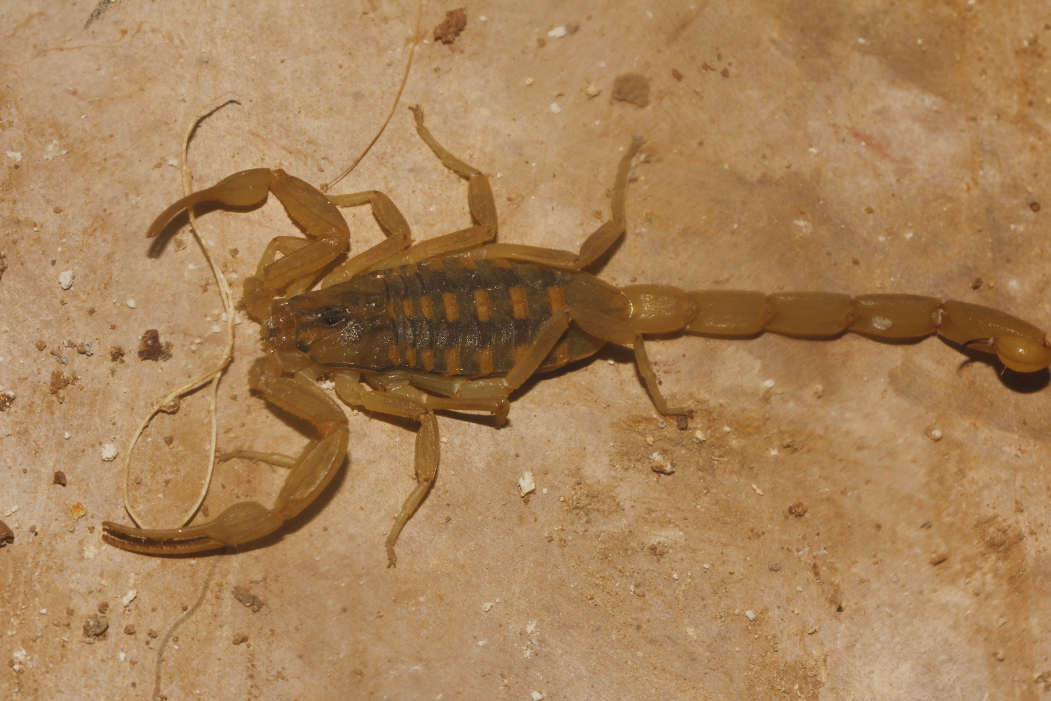 centruroides sculpturatus 64294867 centruroides sculpturatus 64294867