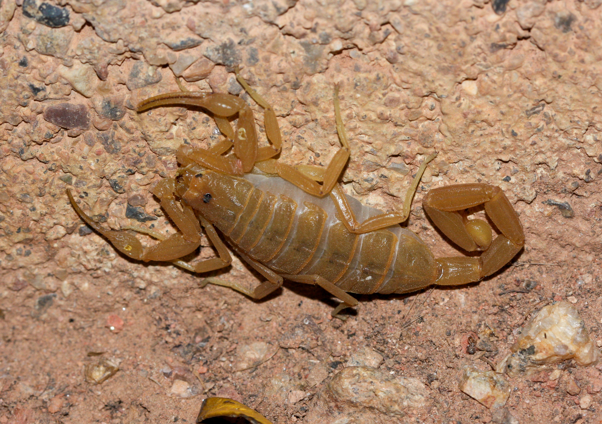 centruroides sculpturatus 192295005 centruroides sculpturatus 192295005