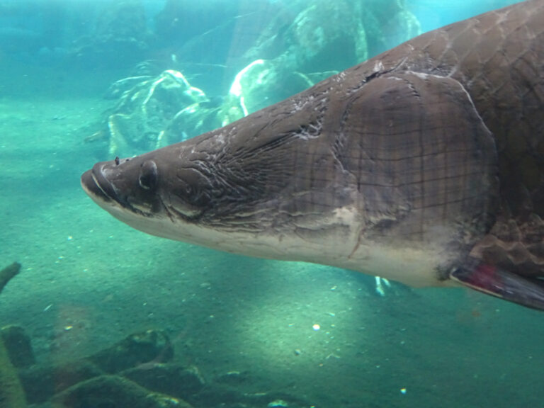 barcelona cosmocaixa arapaima gigas 01