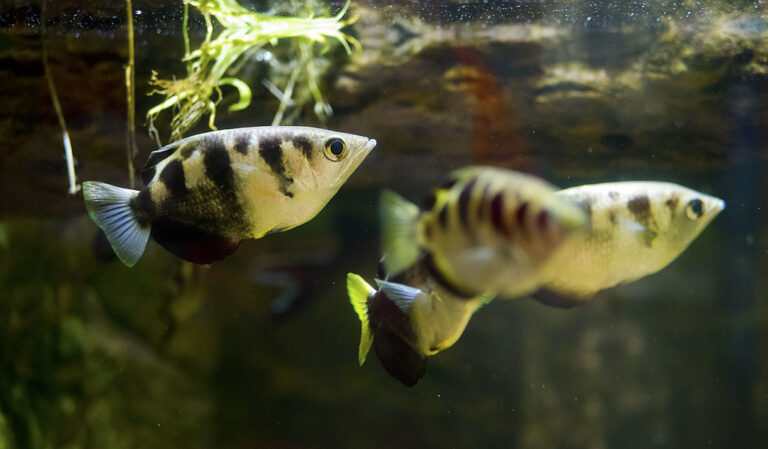 newport aquarium 06 15 2018 34 spotted archerfish
