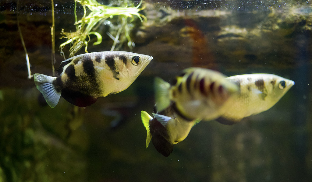 newport aquarium 06 15 2018 34 spotted archerfish