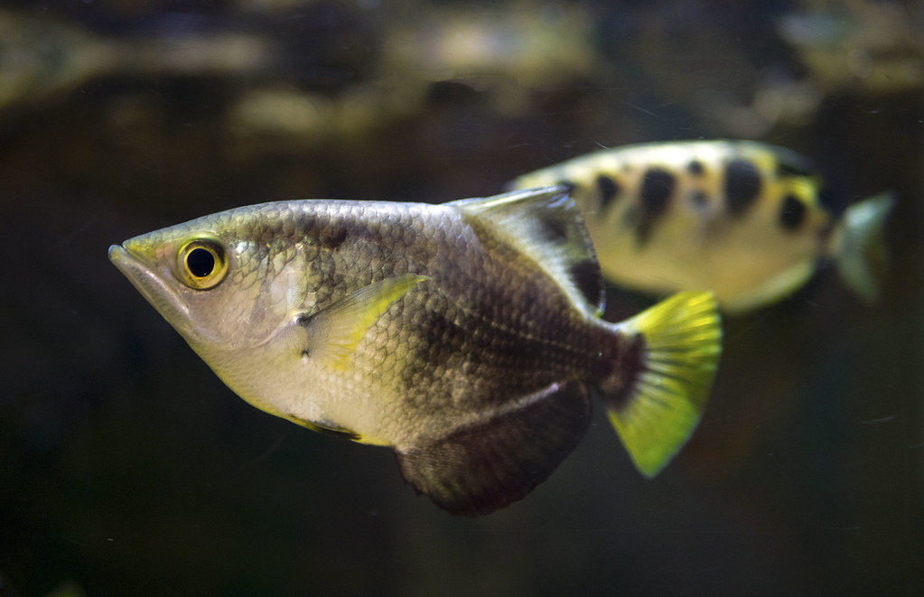 newport aquarium 06 15 2018 33 spotted archerfish