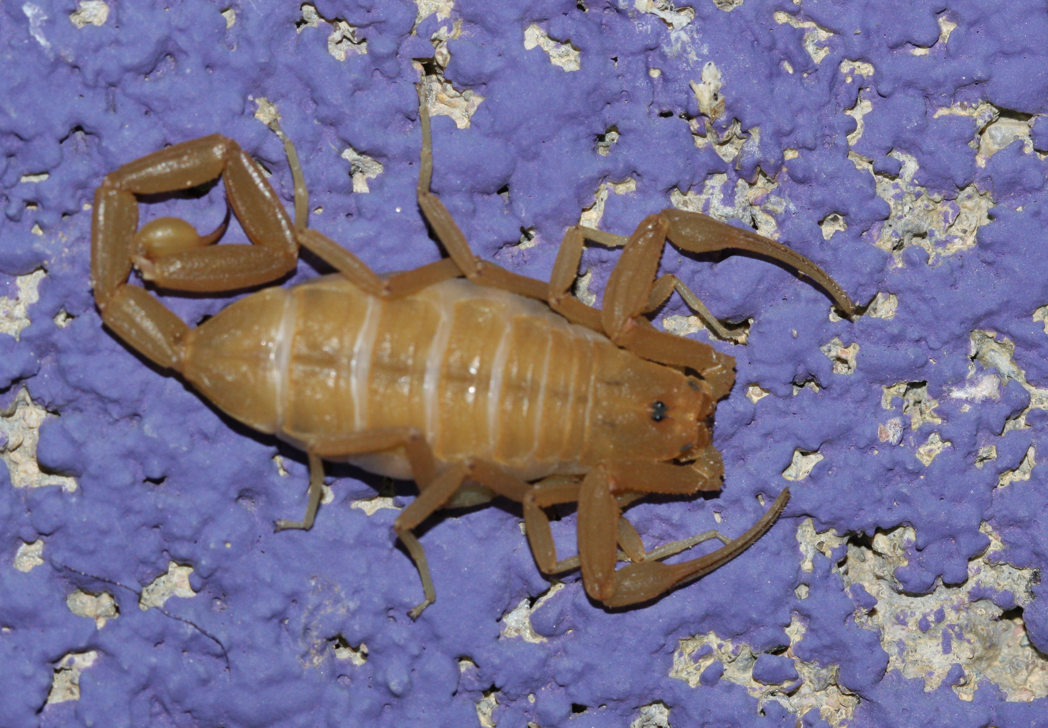 centruroides sculpturatus 186847100 centruroides sculpturatus 186847100