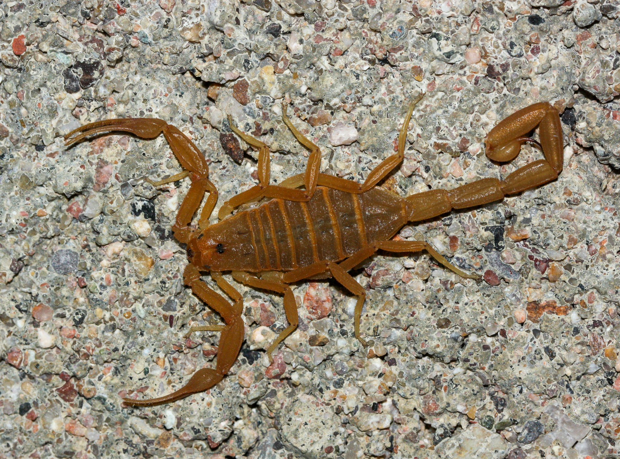 centruroides sculpturatus 204783314 centruroides sculpturatus 204783314