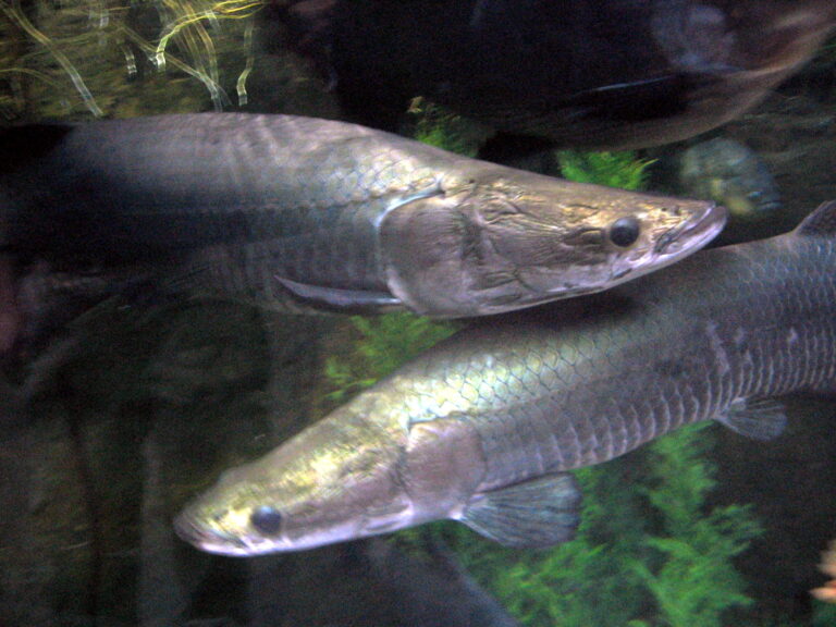 arapaima 02