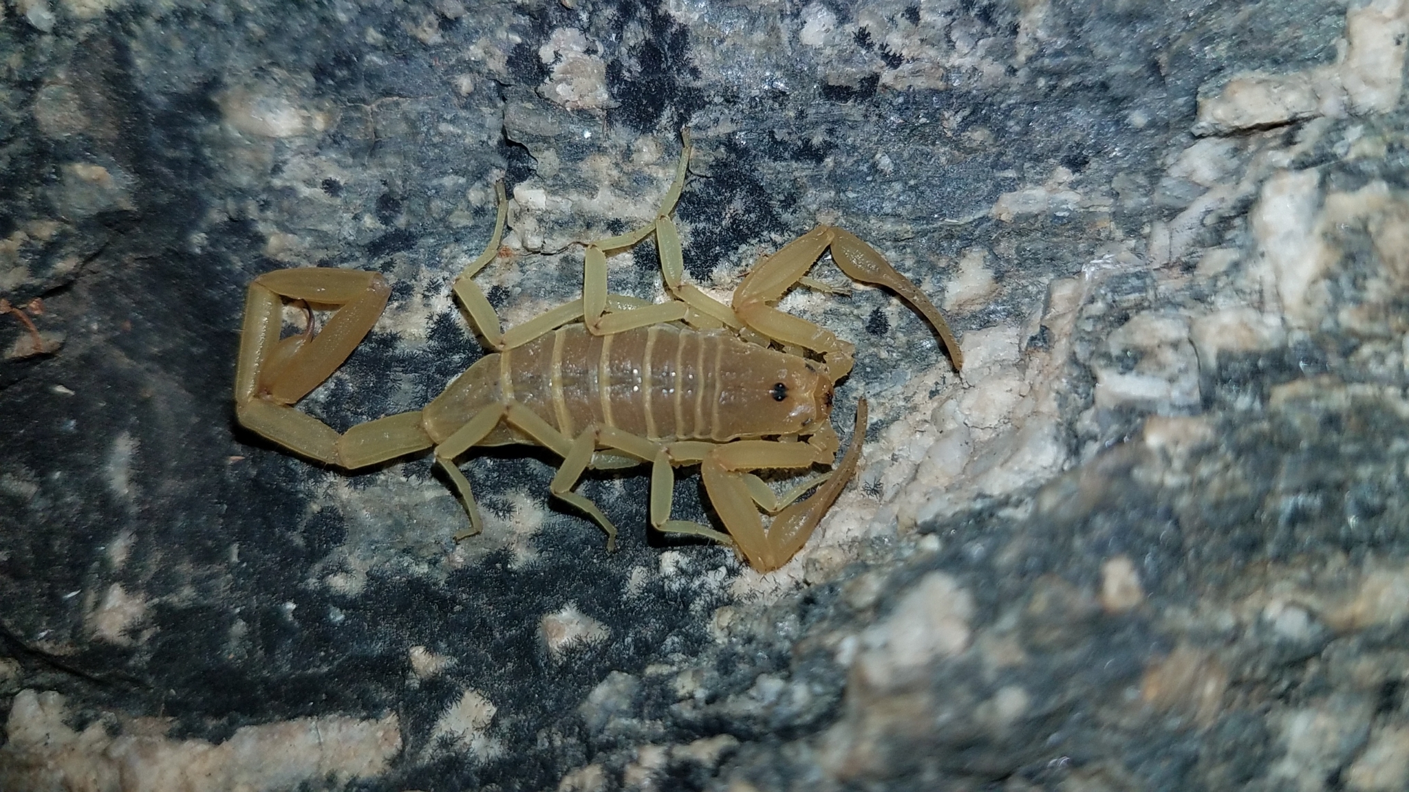 centruroides sculpturatus 56514817 centruroides sculpturatus 56514817