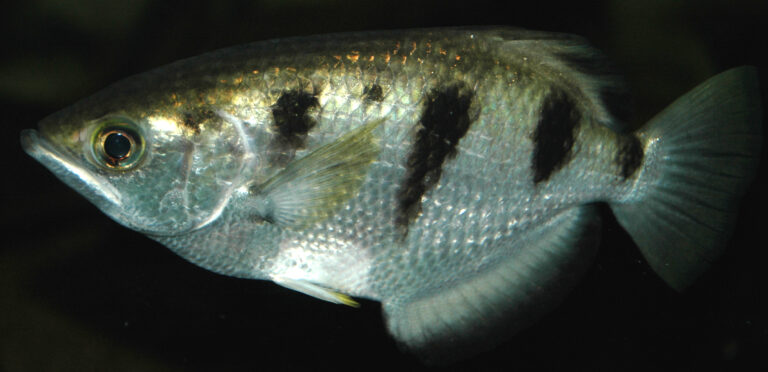 file:toxotes jaculatrix (banded archerfish) 3 (15099317284).jpg
