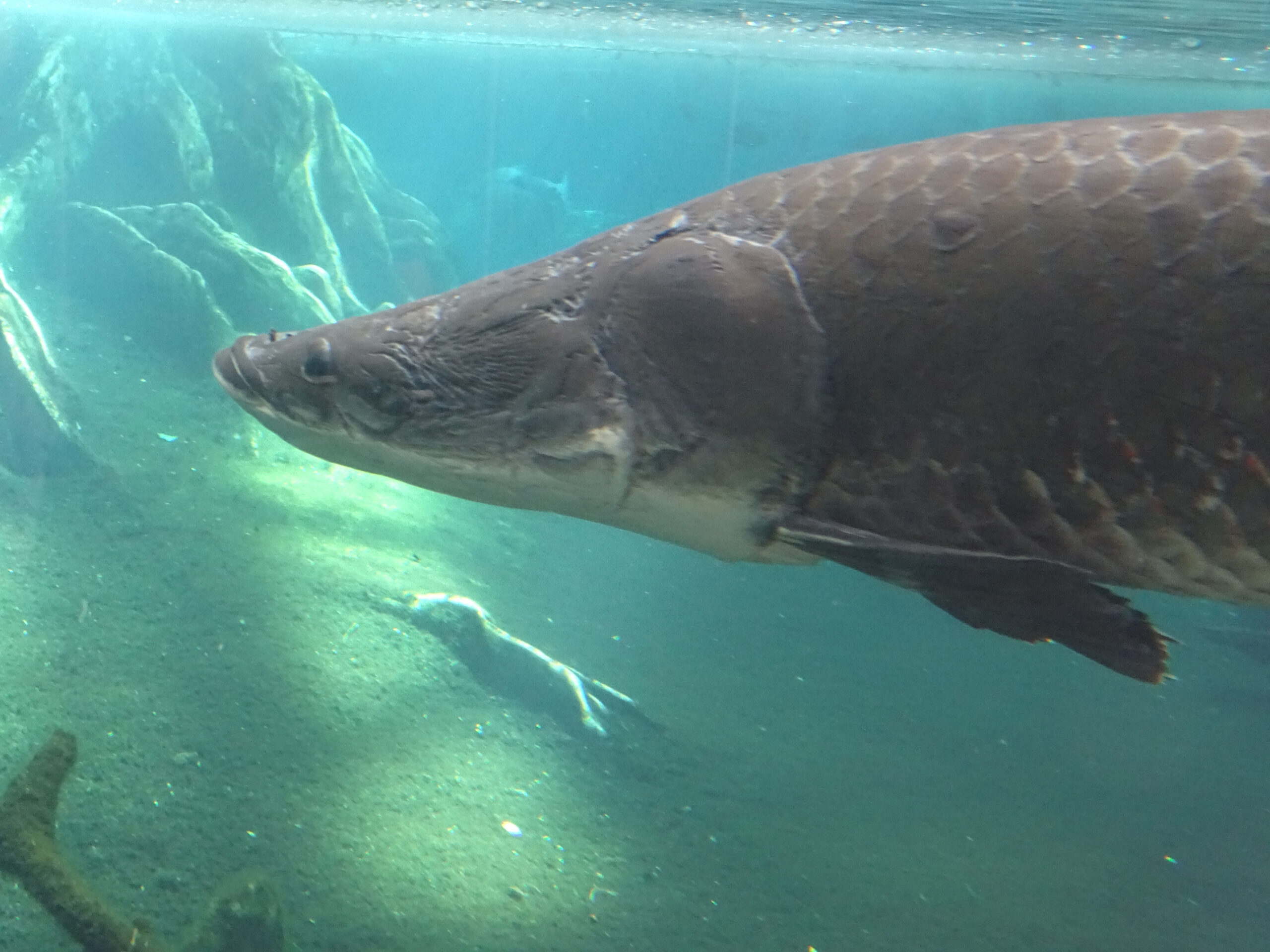 barcelona cosmocaixa arapaima gigas 02