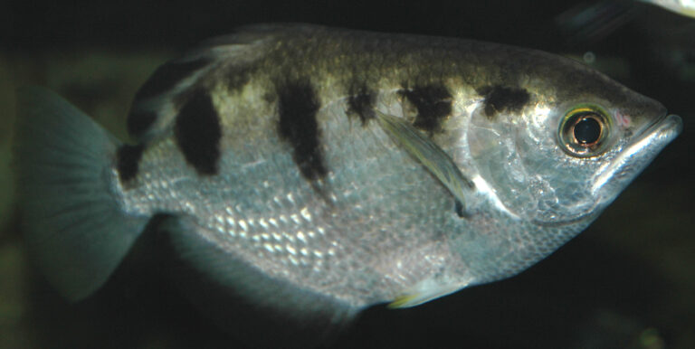 file:toxotes jaculatrix (banded archerfish) 2 (15534430240).jpg
