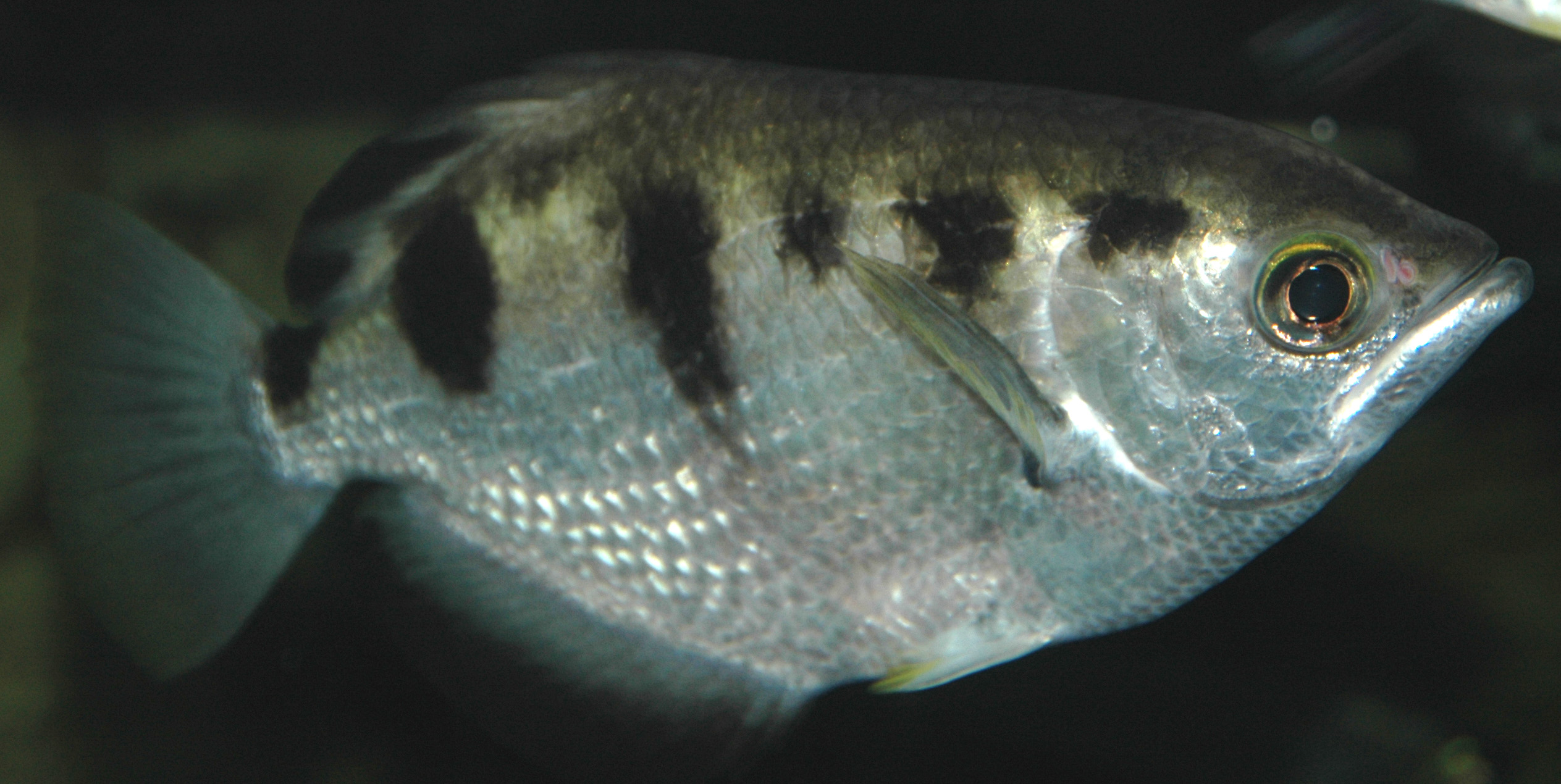 file:toxotes jaculatrix (banded archerfish) 2 (15534430240).jpg