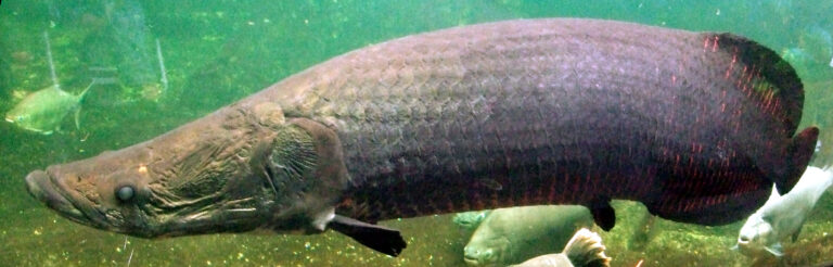 arapaima paiche