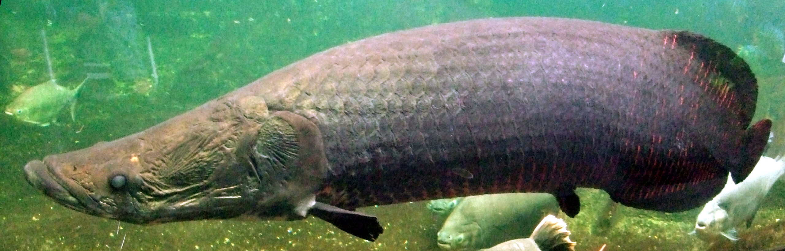 arapaima paiche