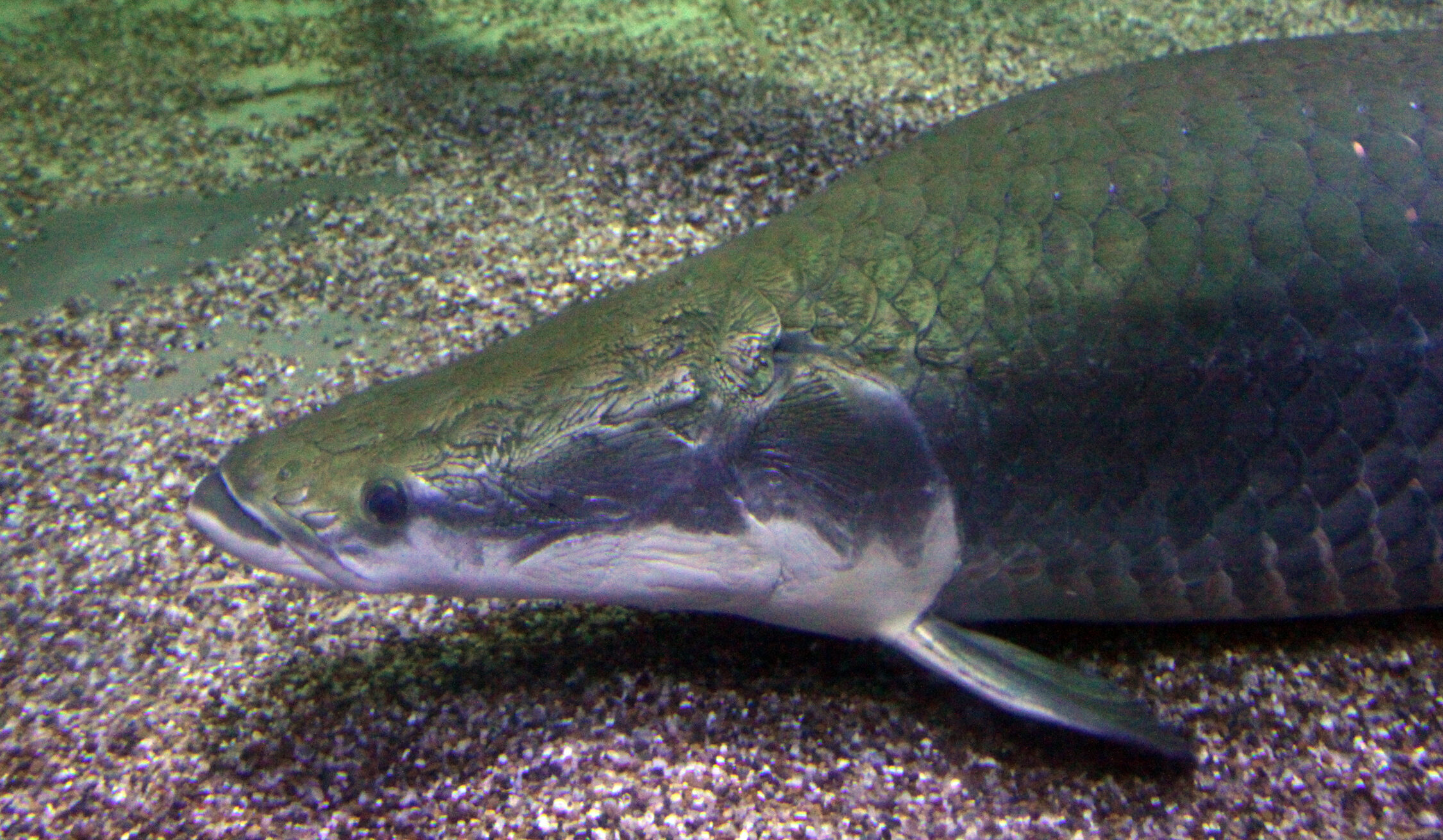 arapaima gigas at sea world  Arapaima