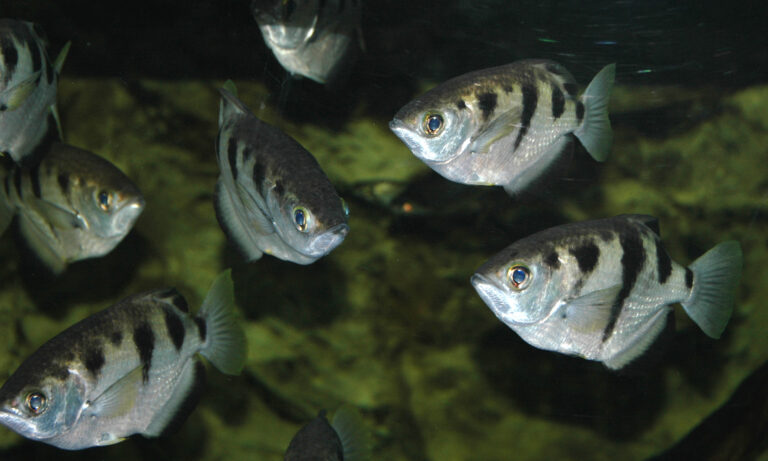 file:toxotes jaculatrix (banded archerfish) 4 (15533393159).jpg
