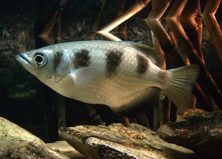 toxotes jaculatrix Archerfish
