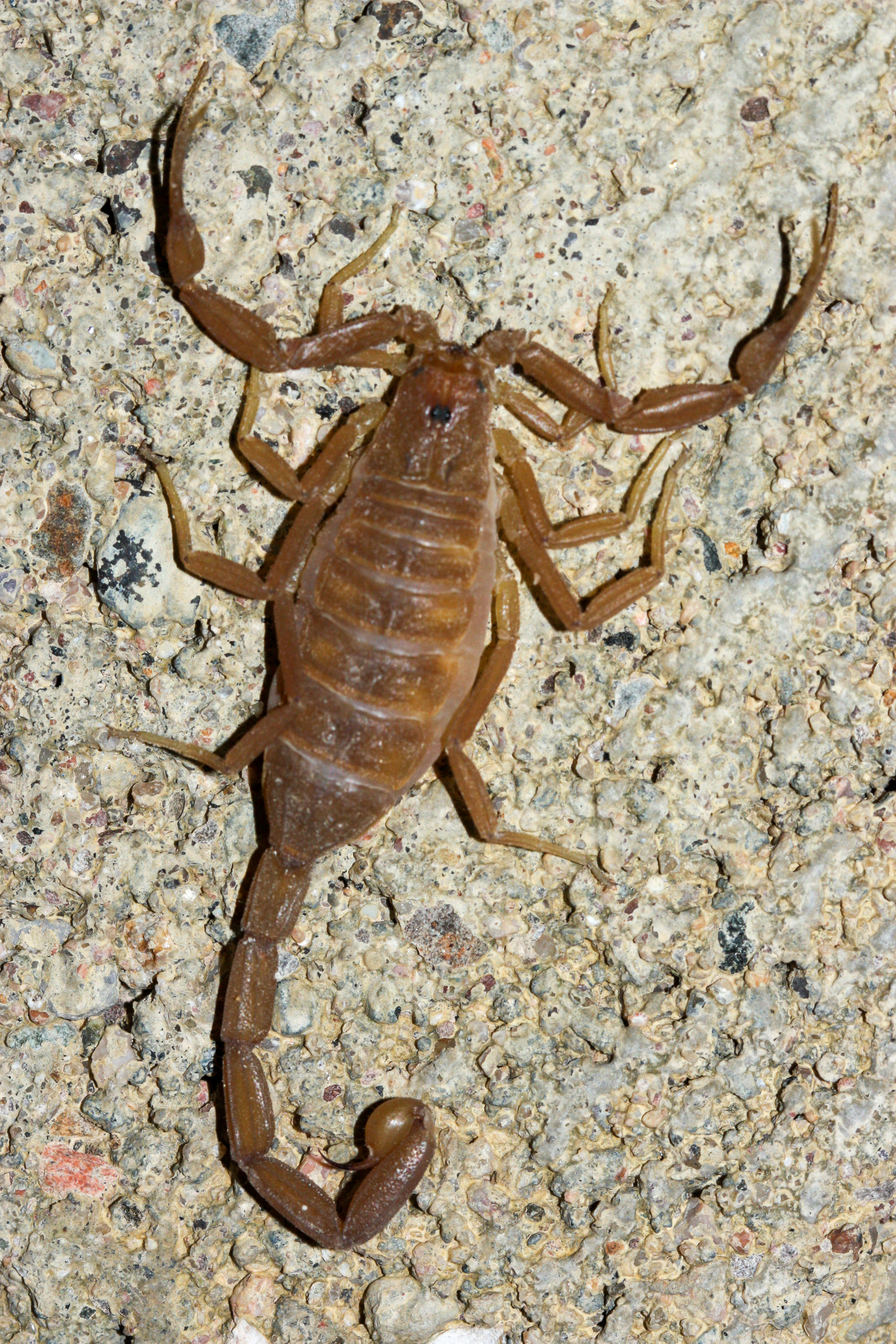 centruroides sculpturatus 193477427 centruroides sculpturatus 193477427