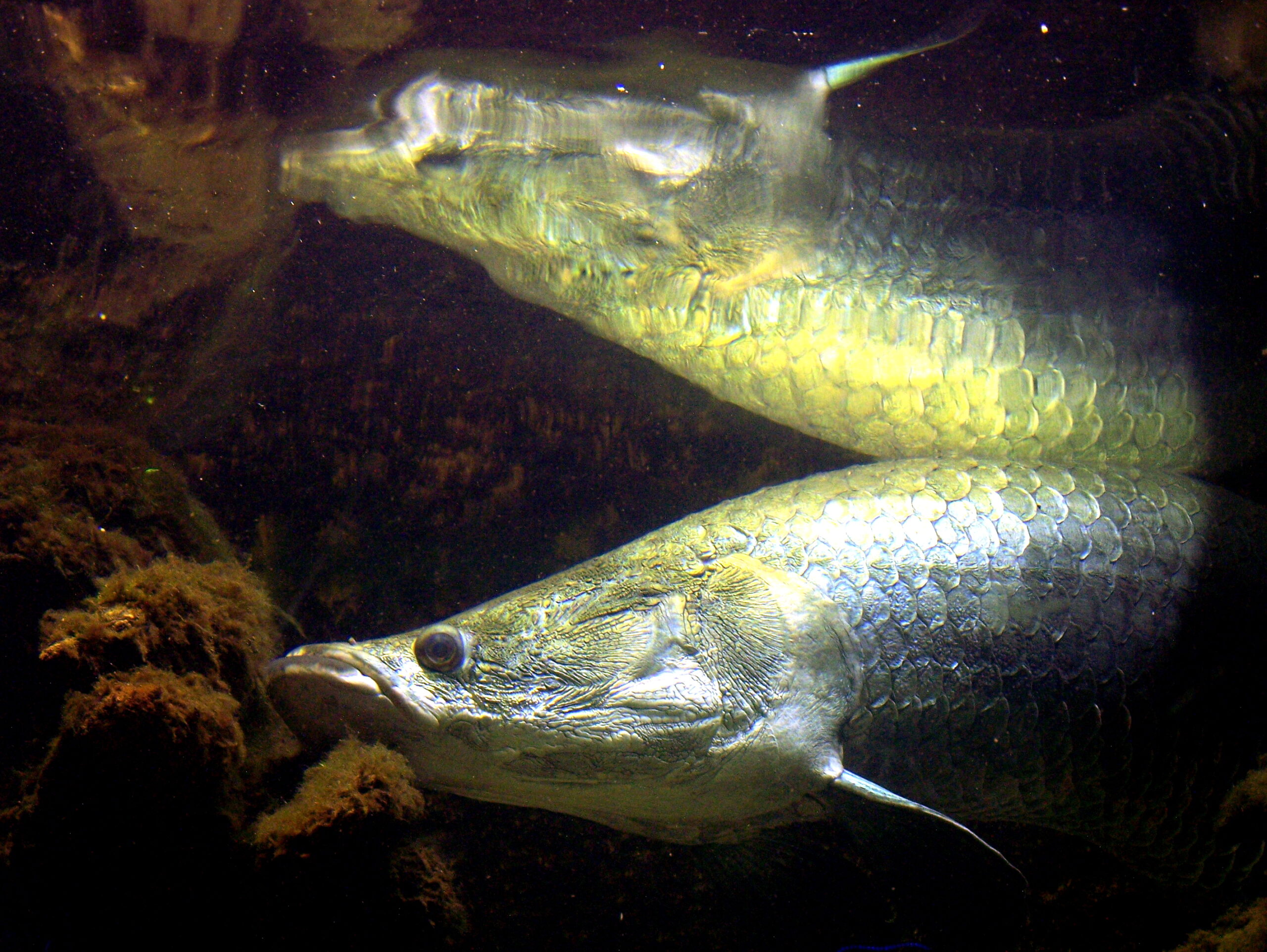 arapaima gigas 5147