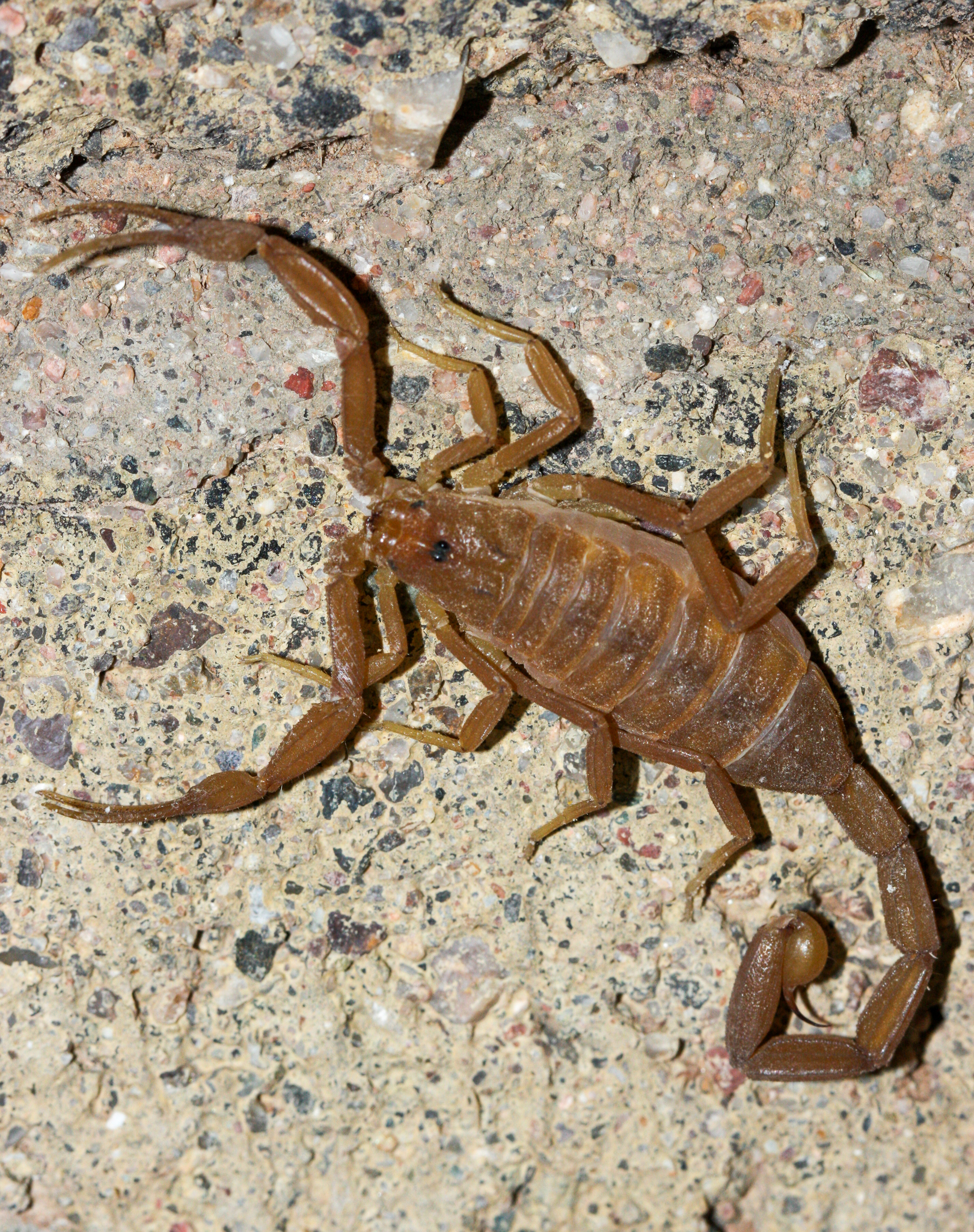 centruroides sculpturatus 192295317 centruroides sculpturatus 192295317